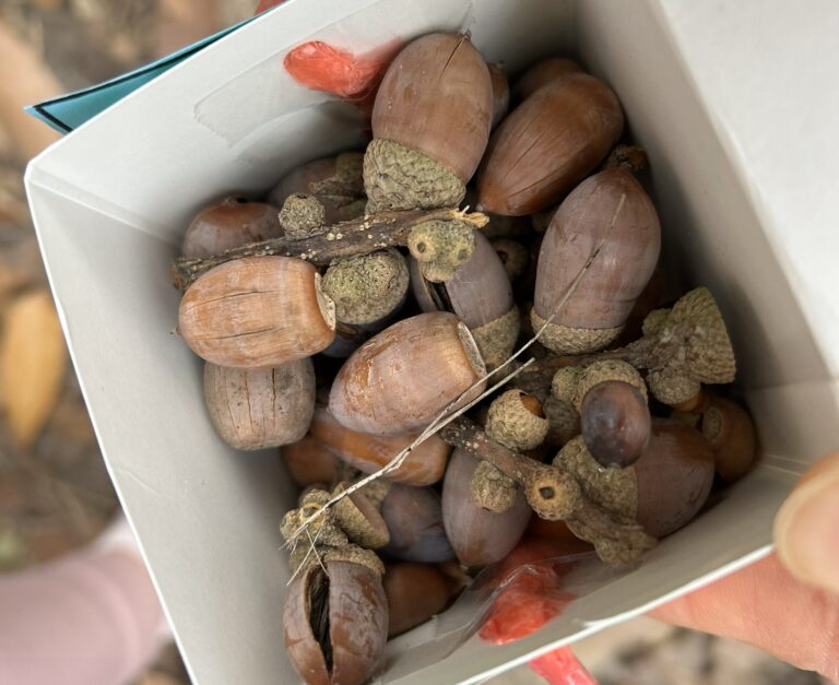 たくさん拾ったよ✨