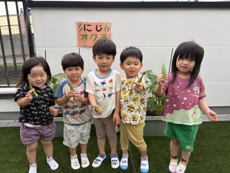 オクラを収穫✨