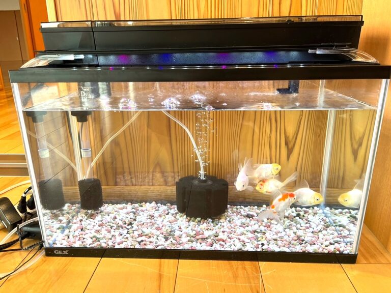 新にゅうえん魚？