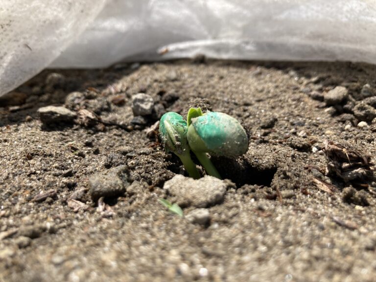 芽が出たこの子は、誰でしょう？✨