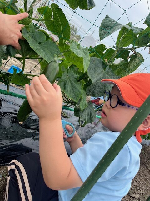 きゅうりの収穫