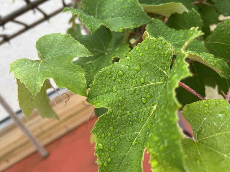 あめの日お外であそぼう！~実行編~(にじ組　2歳児）