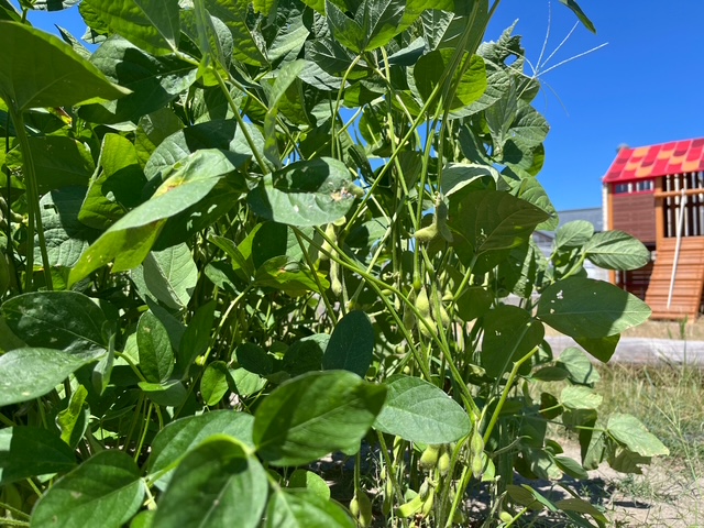 えだまめこども園産の枝豆