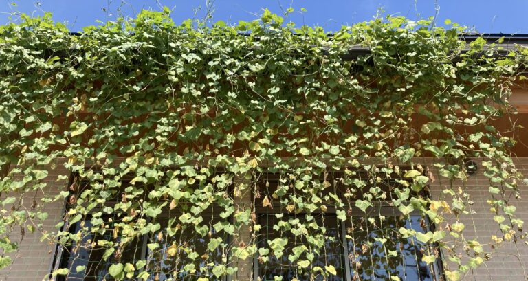 期間限定の、あさがおジュース🍹