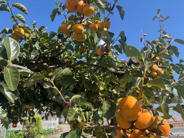 大豊作の秋の果物