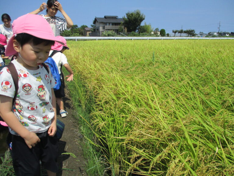 新潟と言えば・・・🌾（ゆき組　３歳児）