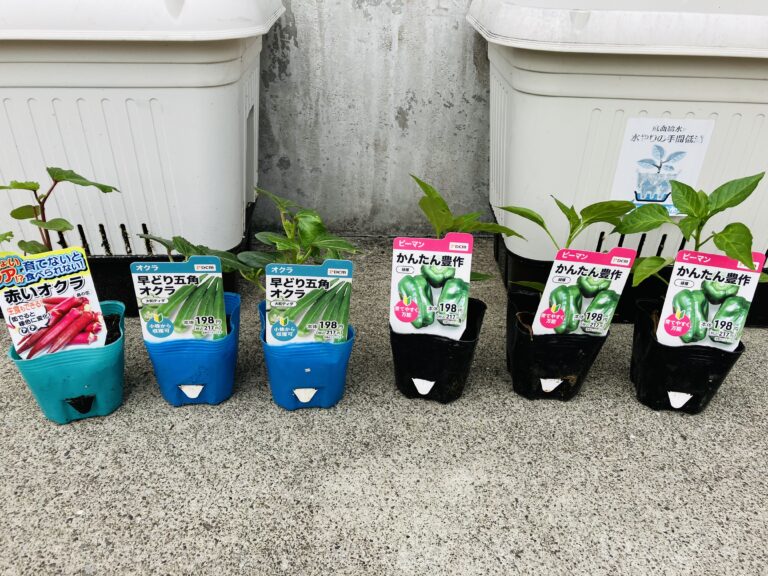 苗植えをしました！
