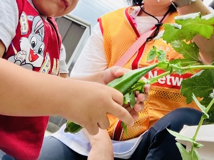 野菜の収穫をしました🫑