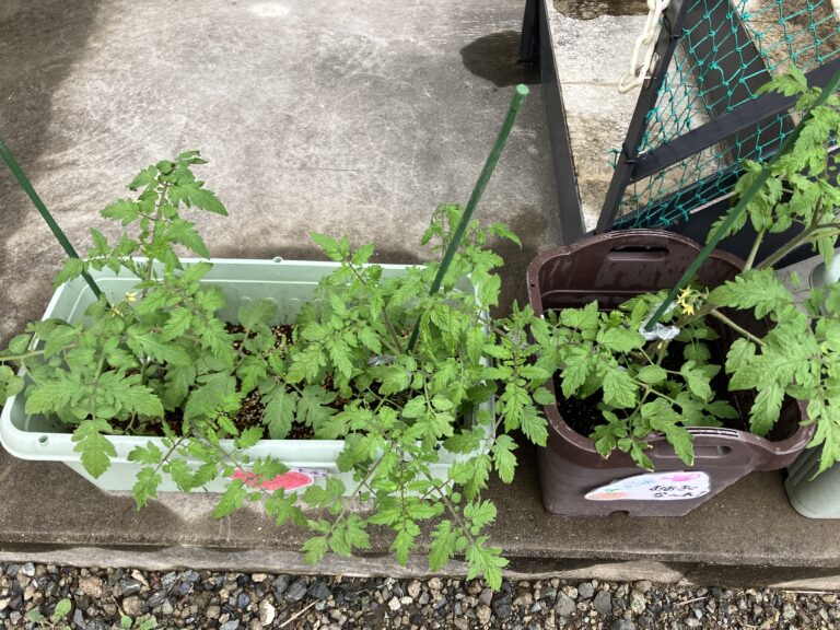 かなで組　野菜・花栽培⭐︎