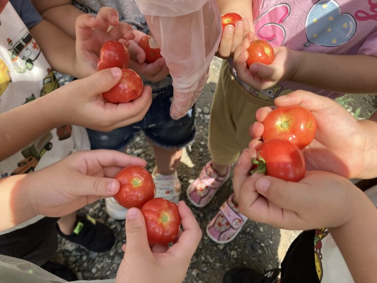 かなでぐみ　〜野菜収穫〜