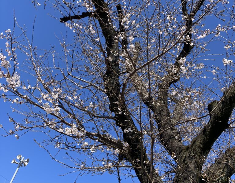 春みーつけた！