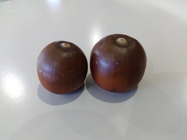 どんぐりころころ ♪