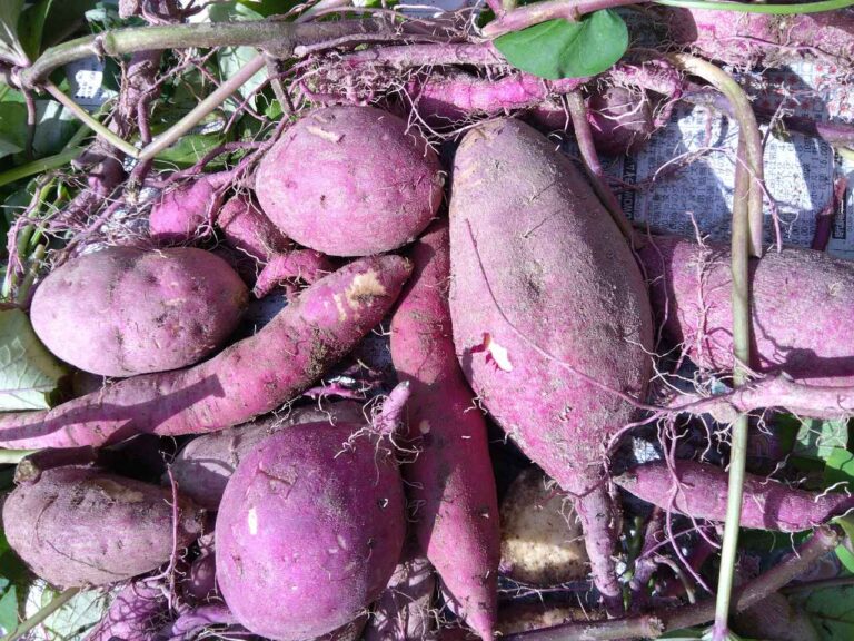 お芋、大きくなったかな？🍠