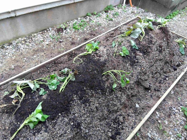 おおきくなあ～れ🍠