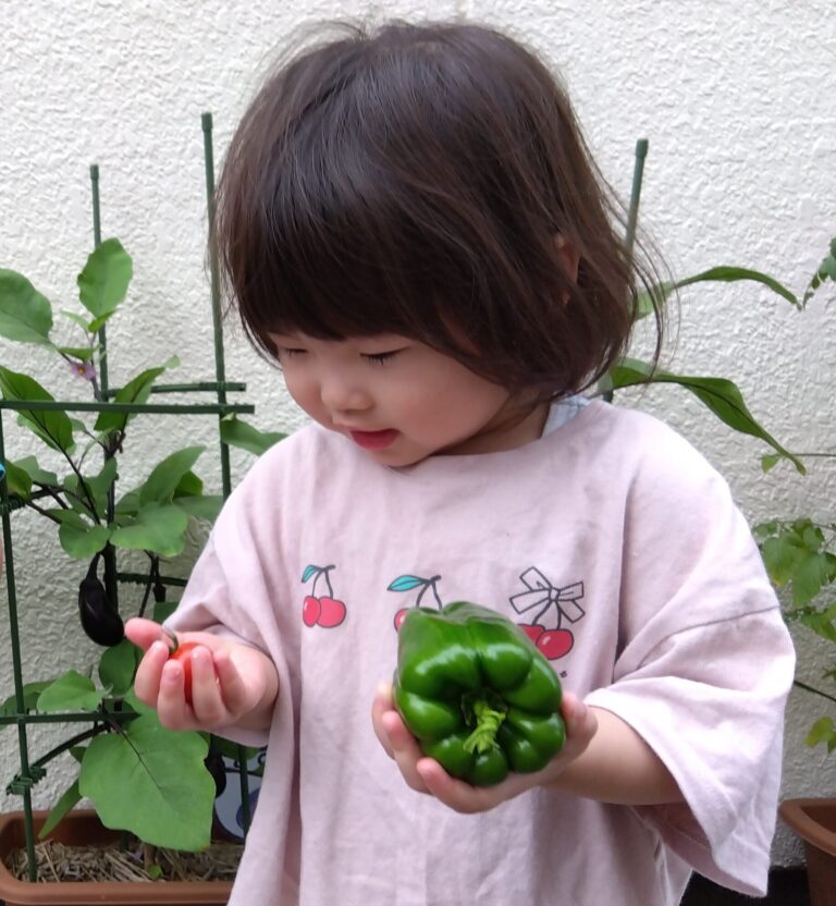 食育活動<br />
栽培・収穫体験・クッキングなど身近なところから食に関わる様々な体験をします。