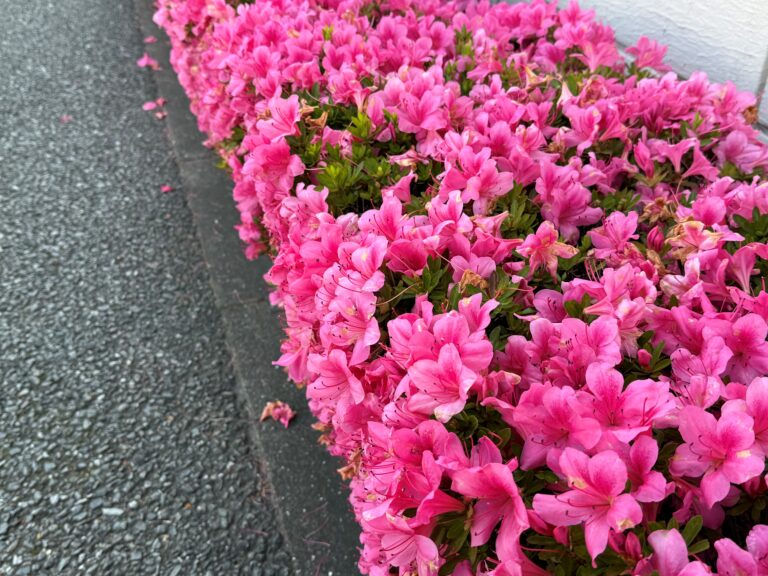 どうなるのかな？