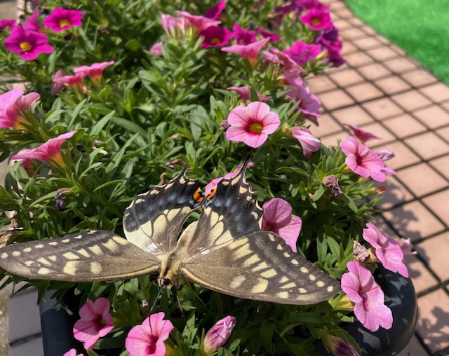 保育園に、ようこそ🦋