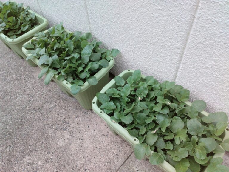 おおきくなったかな？