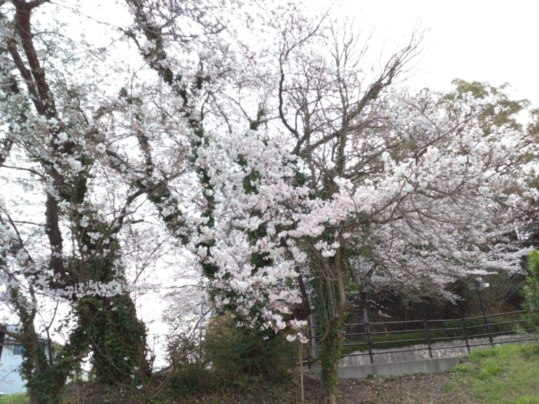 五条のくじらっこ🐳