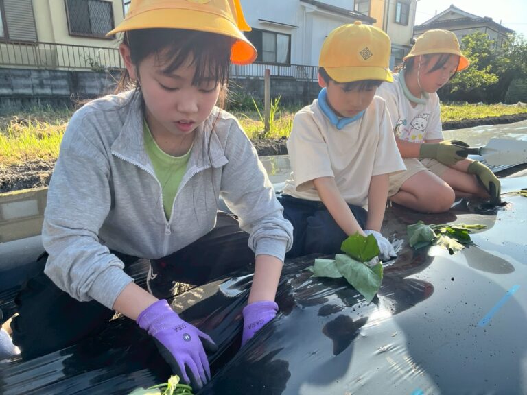 サツマイモ苗付け🍠