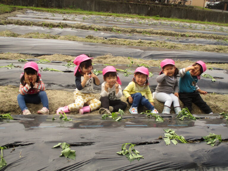 さつま芋の苗付けを体験しました🌱✨(全チーム)