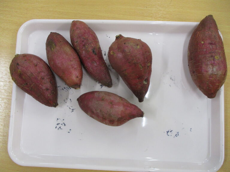 さつまいも団子をつくったよ🍠💕（２歳児あめチーム）