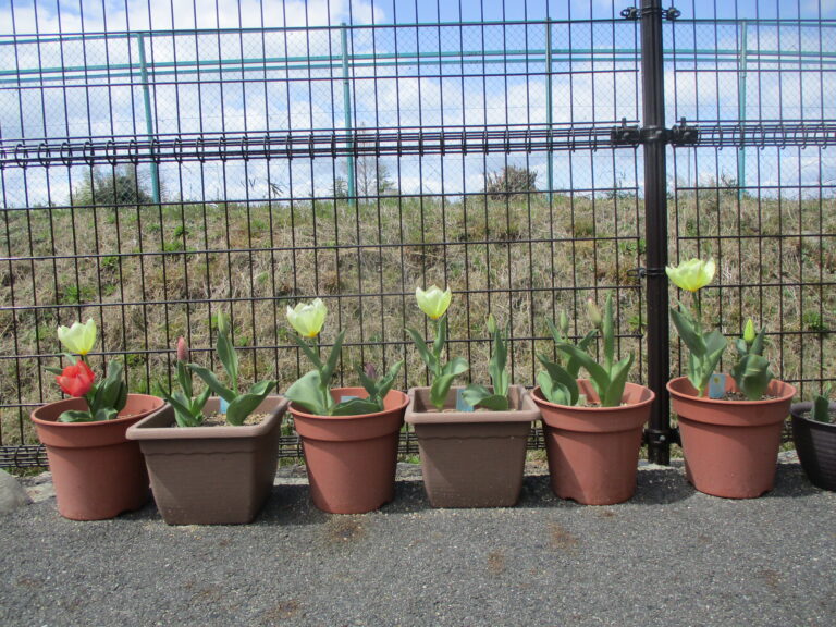 チューリップが咲きました🌷✨