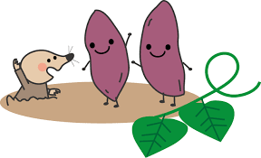 さつまいも掘り体験🍠✨(全チーム)