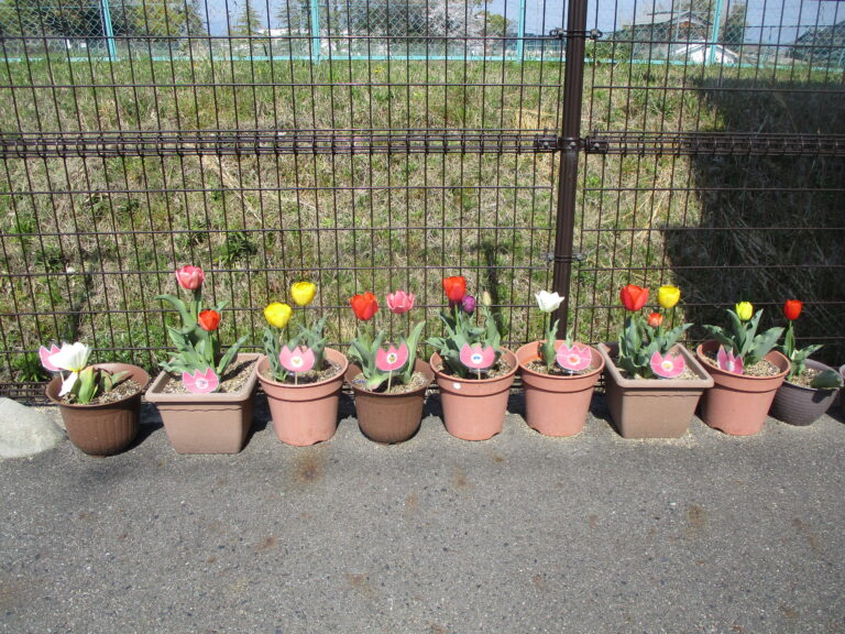 チューリップが咲きました🌷✨