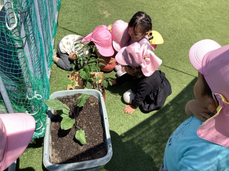 🍅野菜の苗を植えました🫑