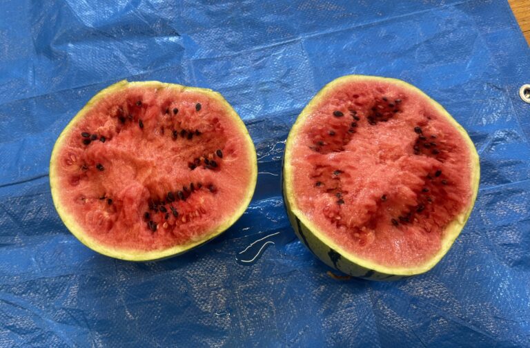 8/5 今日のおいしい顔