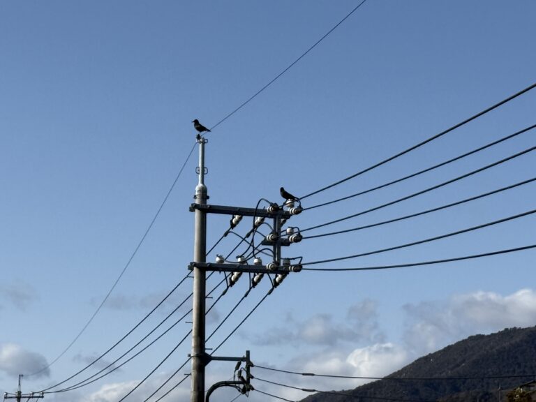 カラスの家作り