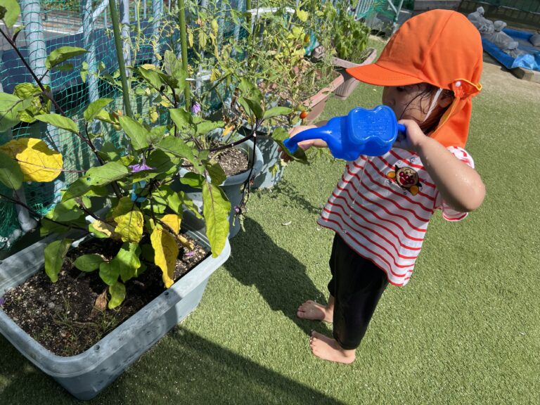 食育活動<br />
栽培・収穫体験・クッキングなど身近なところから食に関わる様々な体験をします。