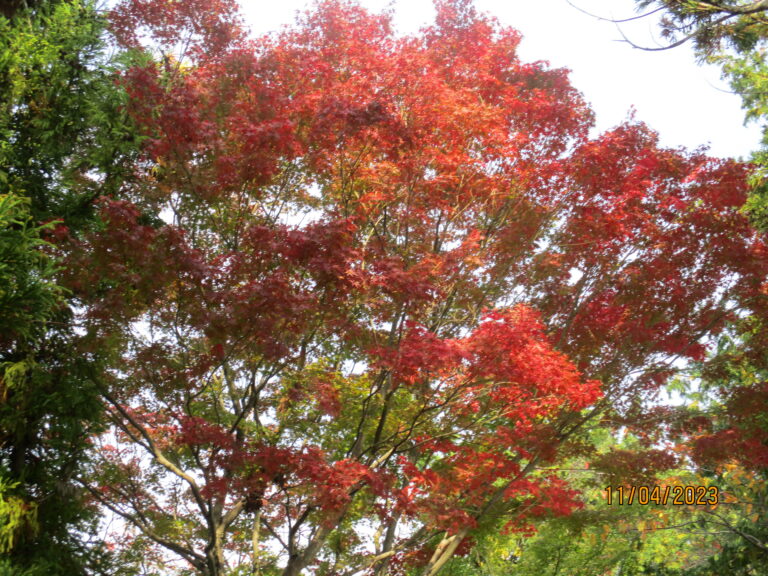 葉山東学区ふれあいまつり🍂初出展