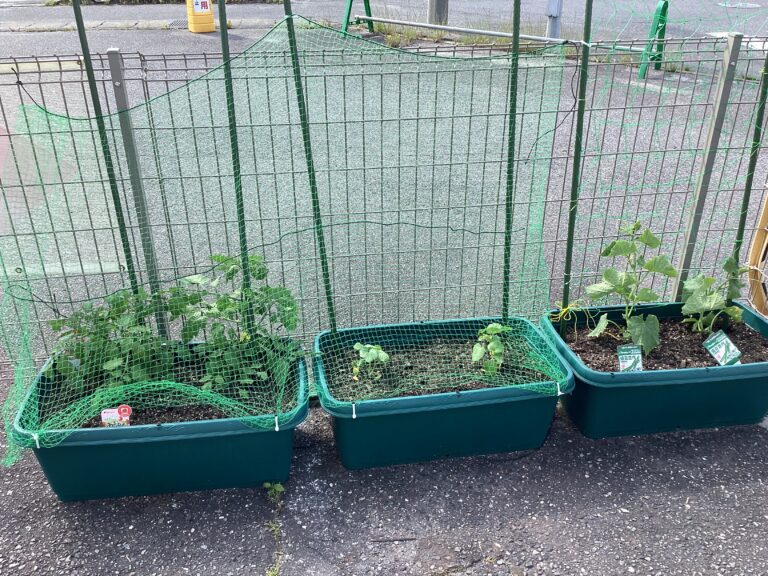 大きくなあれ、おいしくなあれ　ｐａｒｔ２