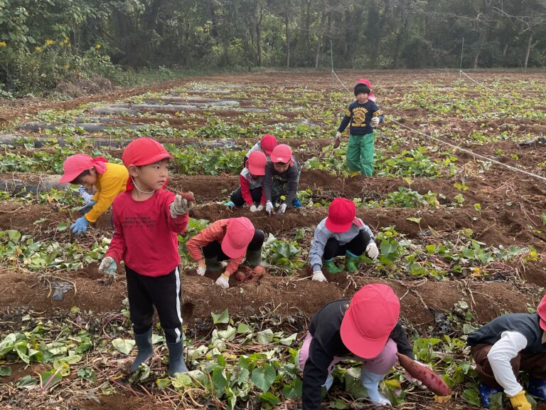 大きいお芋掘れたよ🍠