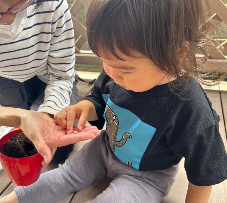 ひまわりの種を蒔きました🌻