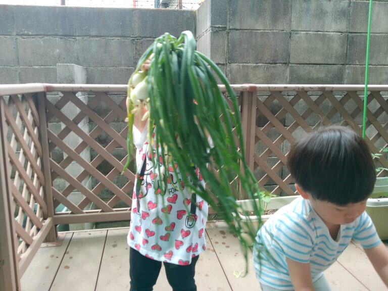 たまねぎ収穫！！