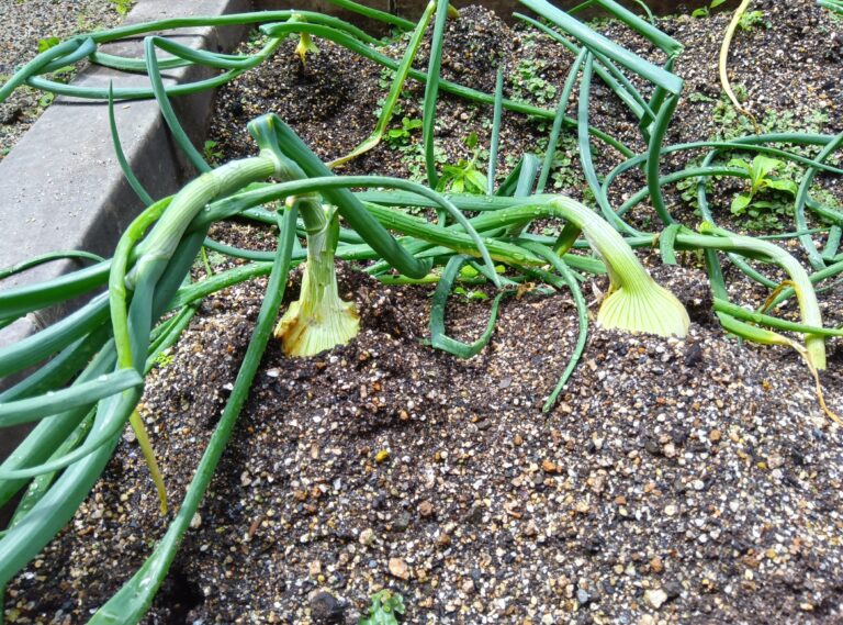 玉ねぎ収穫したよ！