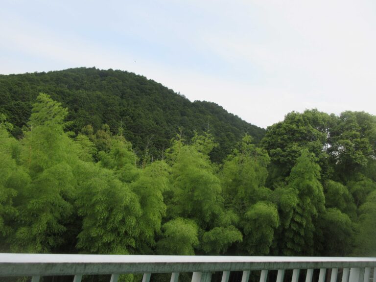 「汚れるって楽しい！」Aちゃんの呟き～4歳児の姿が5歳児さんへと繋がっていく～