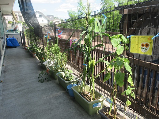 大切に育てた夏野菜、○○に大変身！【5歳児 くじらチーム】