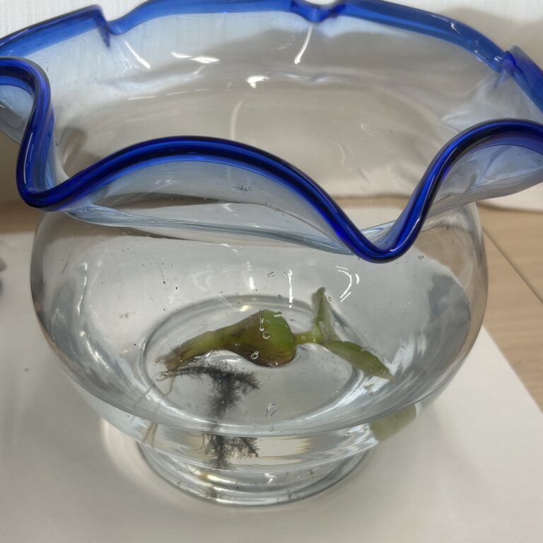 たったひと粒の卵から・・・