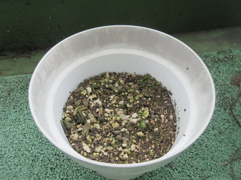 「全然、芽出てこうへん💦」～待てど暮らせど～【4歳児 そらチーム】