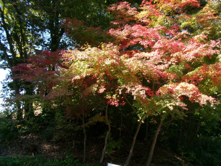 秋を見つけに行こう！🍂【3歳児 にじチーム】