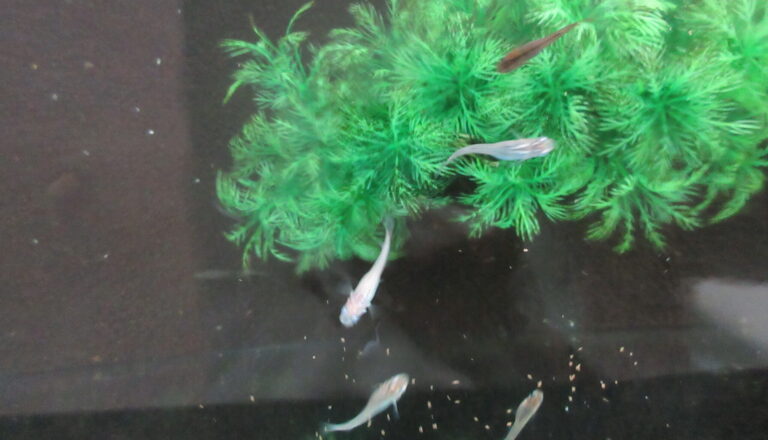 仲間が増えたよ！！