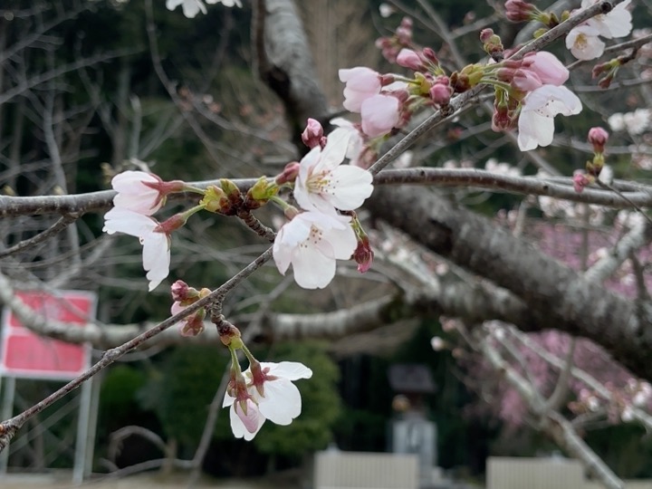 待ちに待った・・・🌸【２歳児 あめチーム】