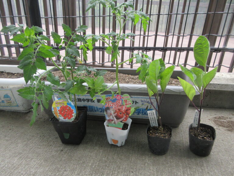 夏野菜植え　～事務所に居ても、やっぱり植えたい！～
