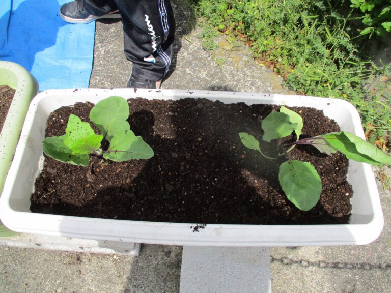 沢山お野菜できますように🍅（1・2歳児）