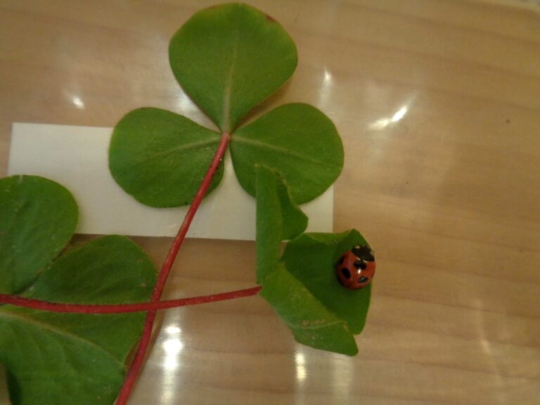 ちいさなお客さま🍀