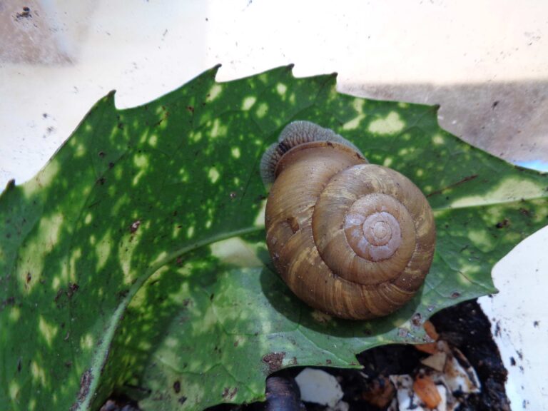 引き継がれていくお世話🐌
